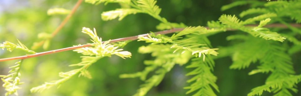 Psykologlinjen v. Heidi Kjgx